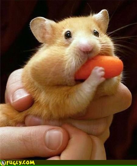 hamster eating a carrot