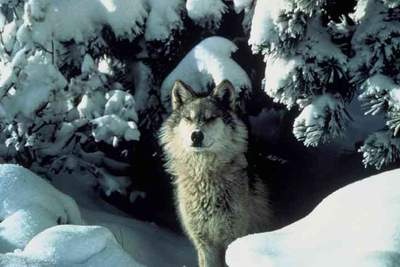 wolf+snow