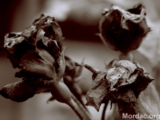 dead roses