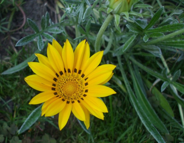 gazania