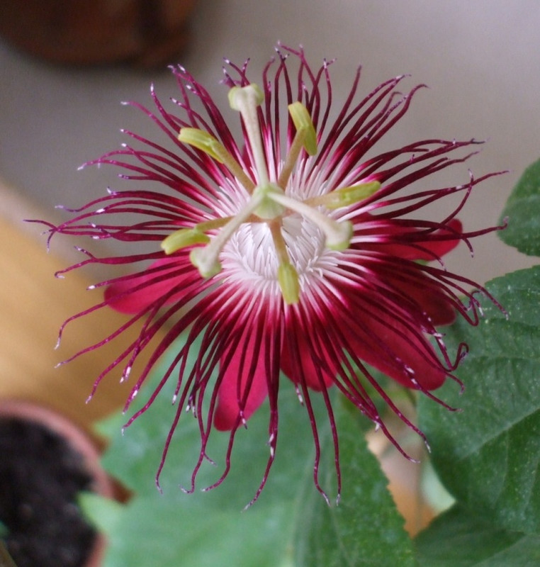 Passiflora 'Lady Margaret'