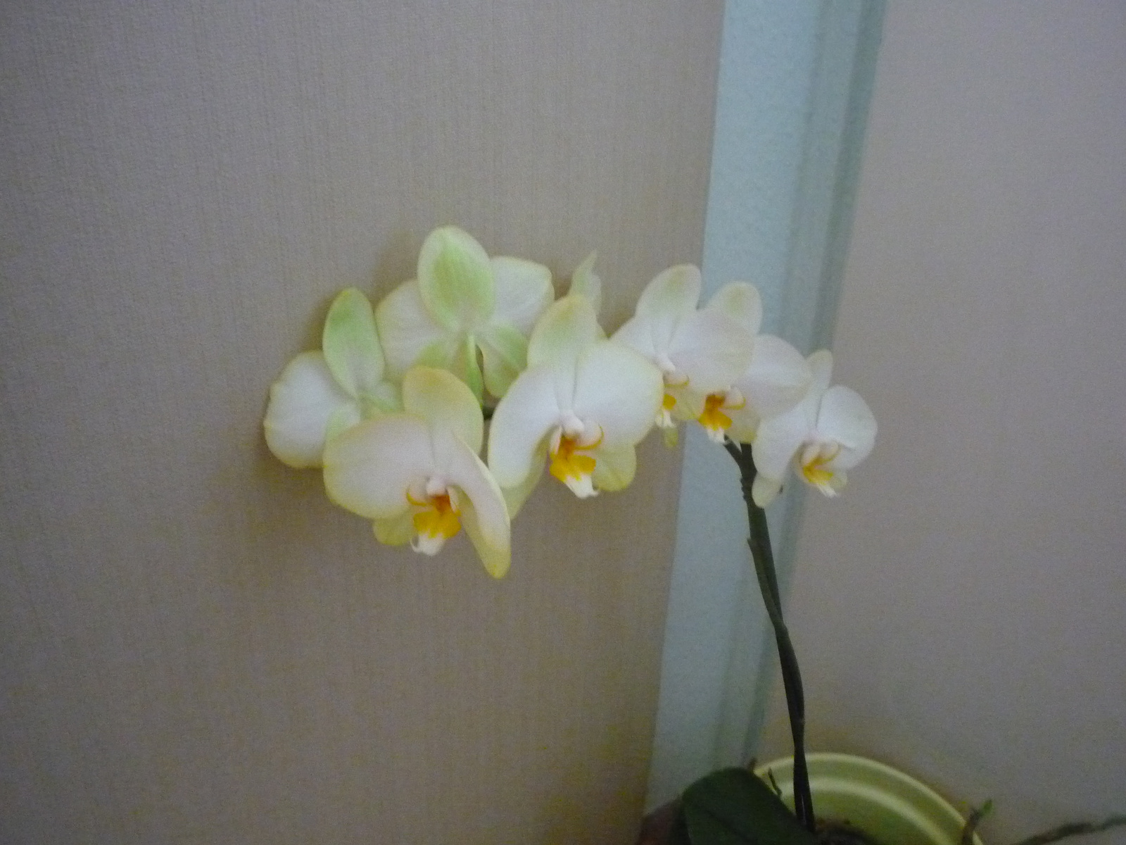 2011. ÁPRILIS  29. ORCHIDEÁK 020