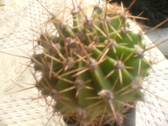 Echinopsis hibrid