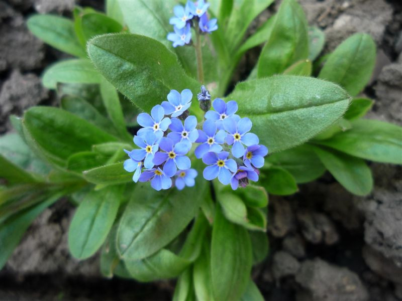 Csak egy kékszínű virág...