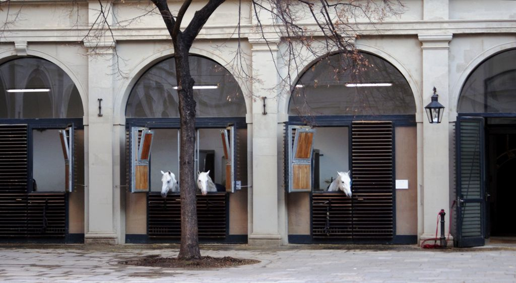 Bécs Stallburg - a Spanyol Lovasiskola lipicai lovai