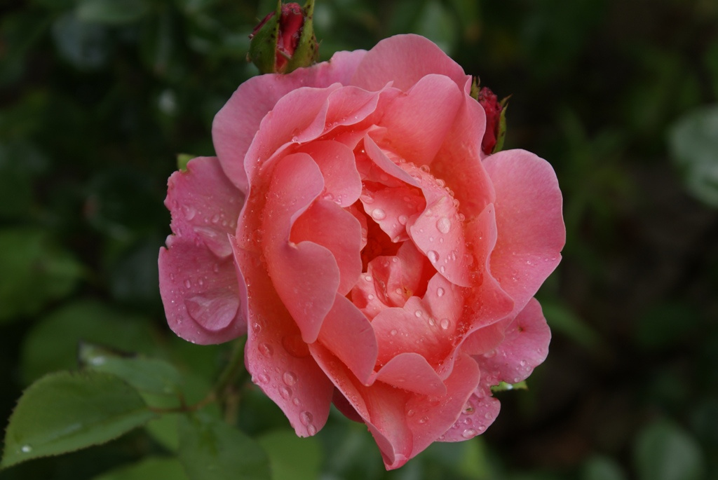 Eső után - angol rózsa