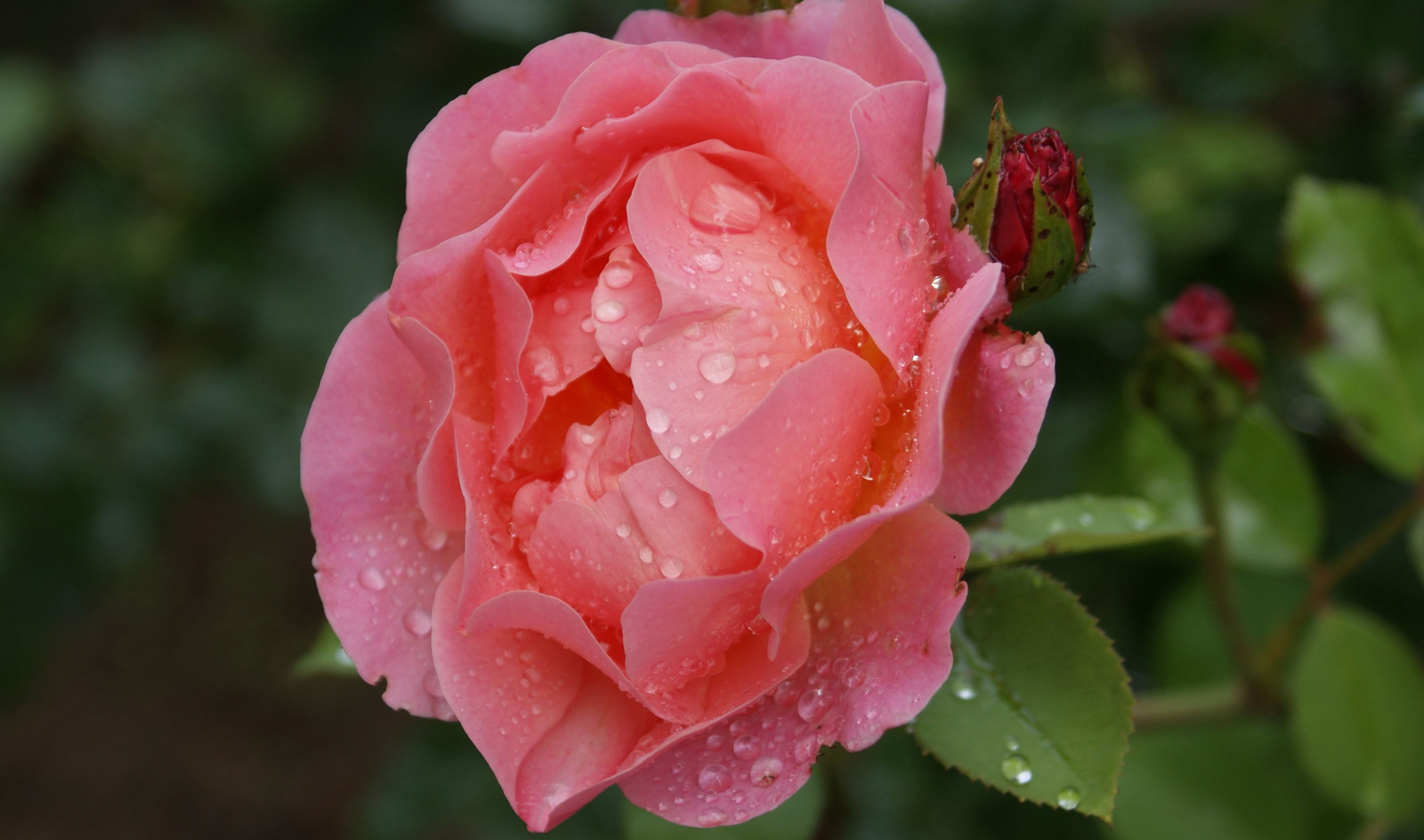 Eső után angol rózsa 1