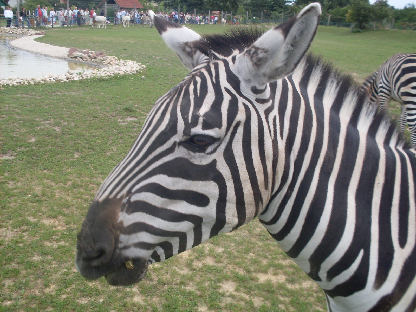 zebra