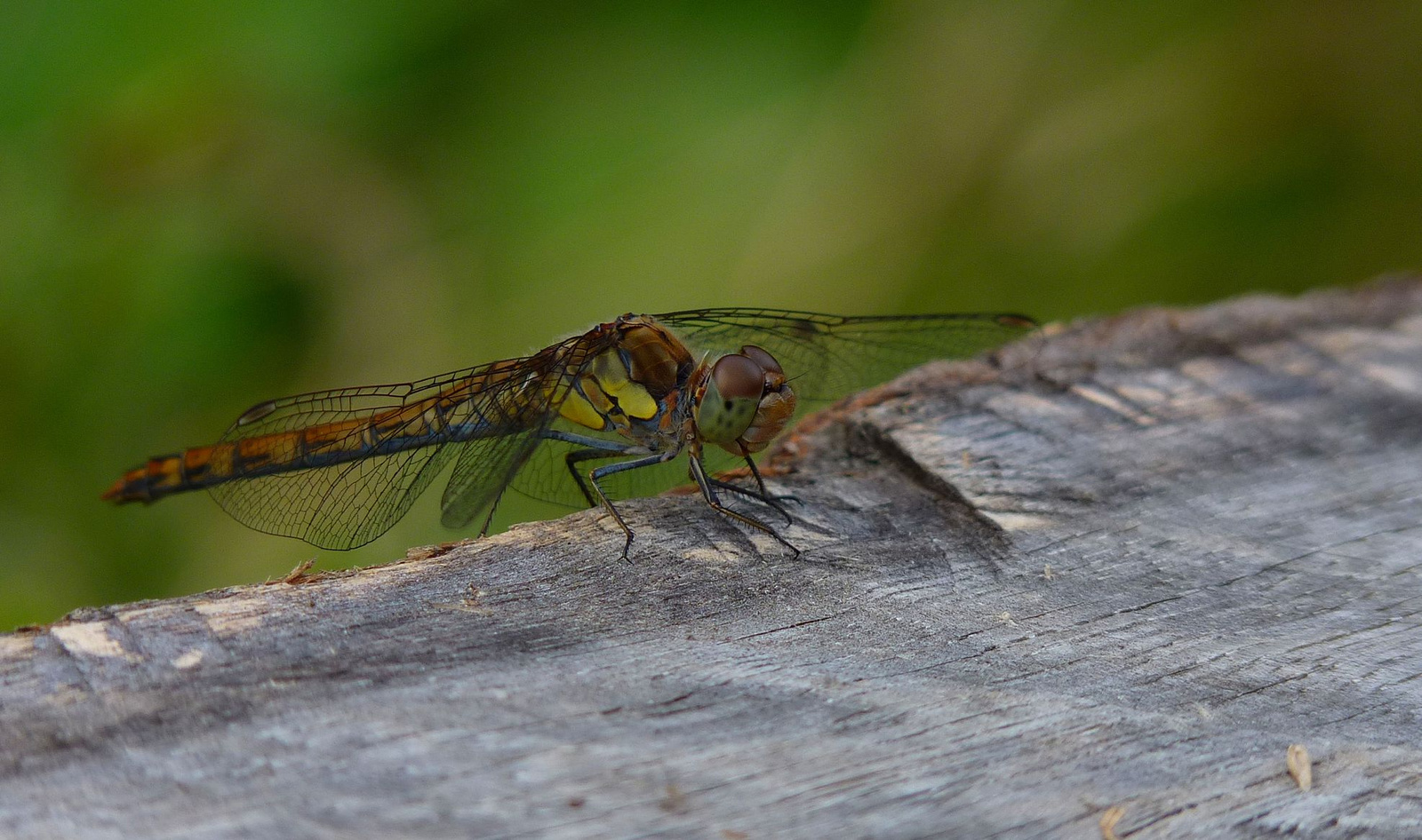 dragonfly