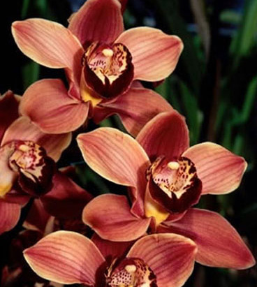 Cymbidium-orange jpg