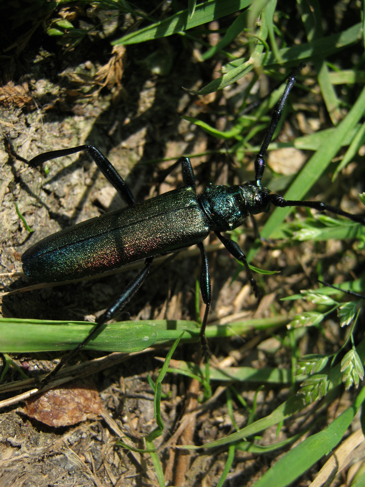 Hőscincér