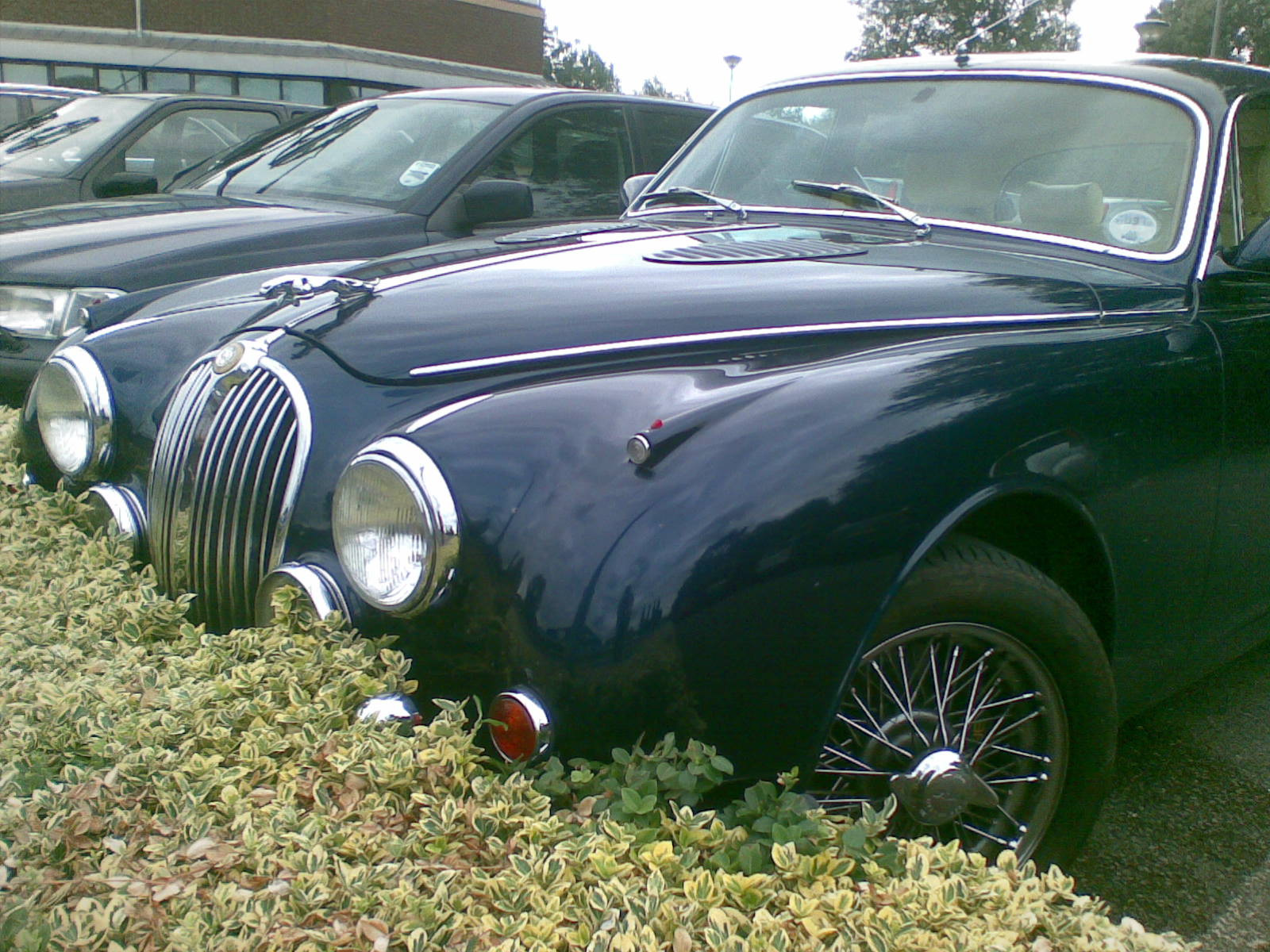 Jaguar MkII -4