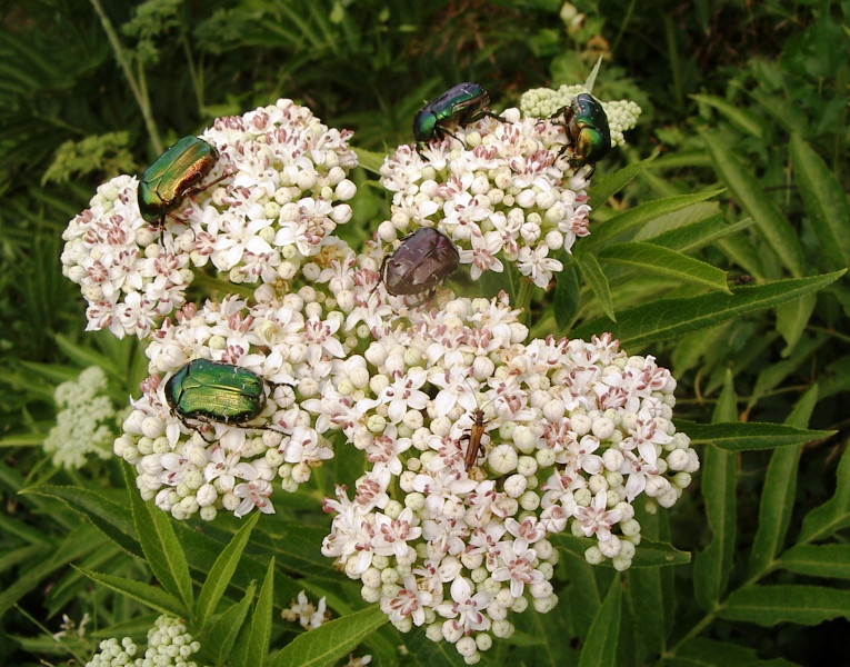 Szépséges bogarak/Beautifule insects