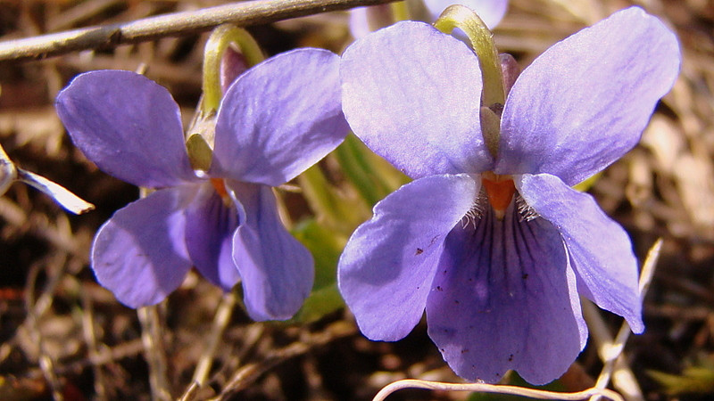 fotók 2009.03.30. 005