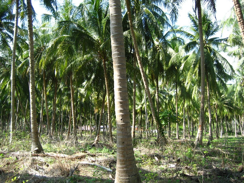 Koh-Samui