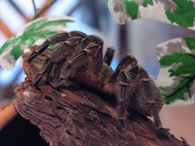 Aragorn, az Aphonopelma seemanni