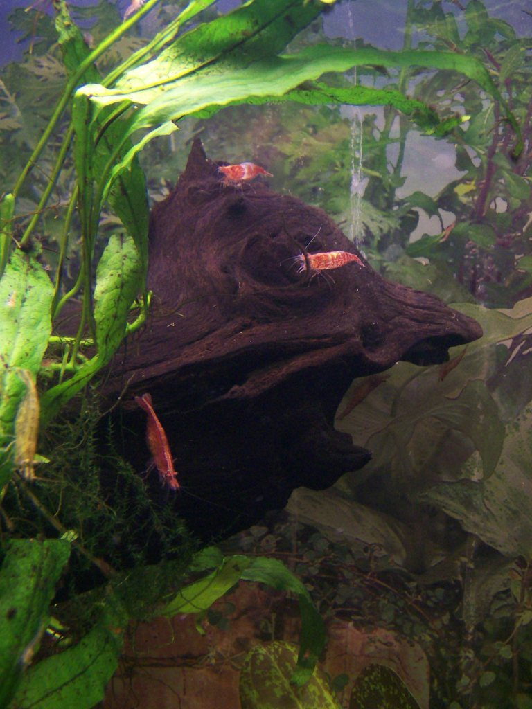 akvarium garnelas 2011.02.23 012