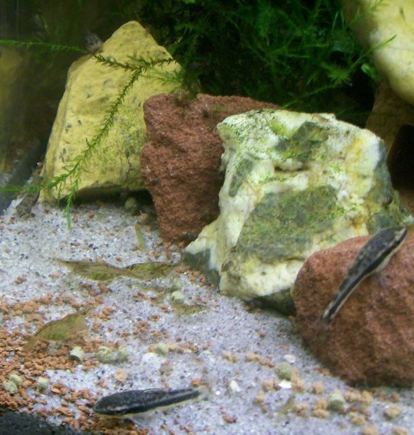 akvarium garnelas 2011.02.23 042