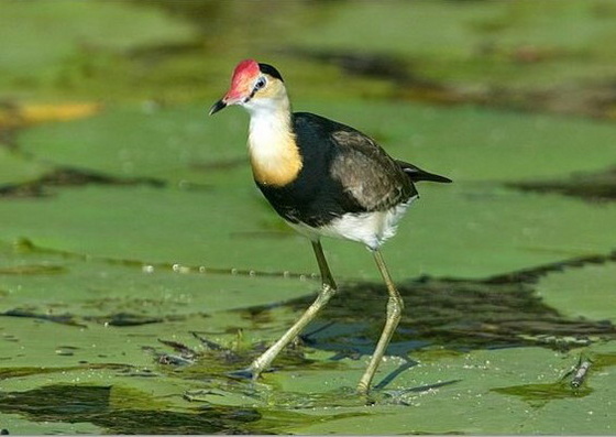 Tarajos Jacana