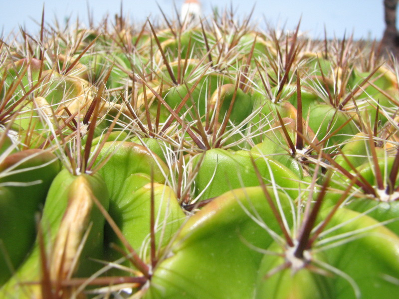 Jardín de Cactus[020] resize