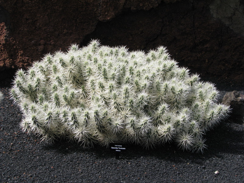 Jardín de Cactus[199] resize