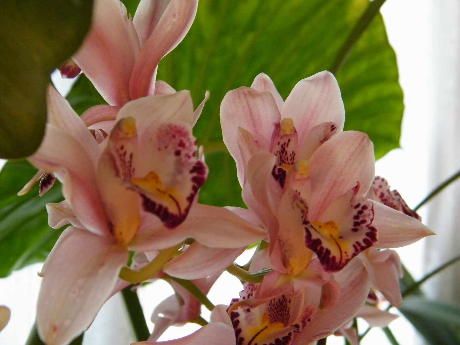 Cymbidium