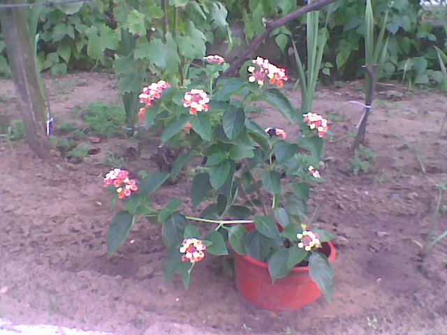 lantana2