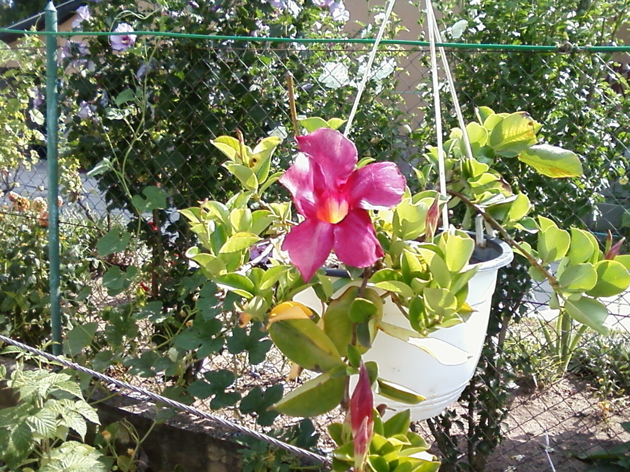 mandevilla