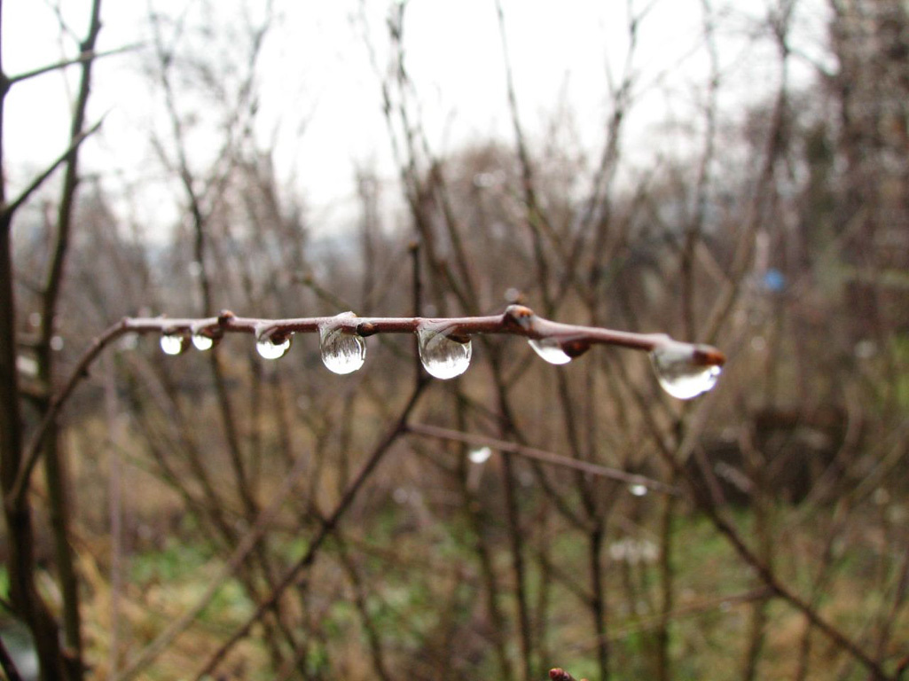 pearls