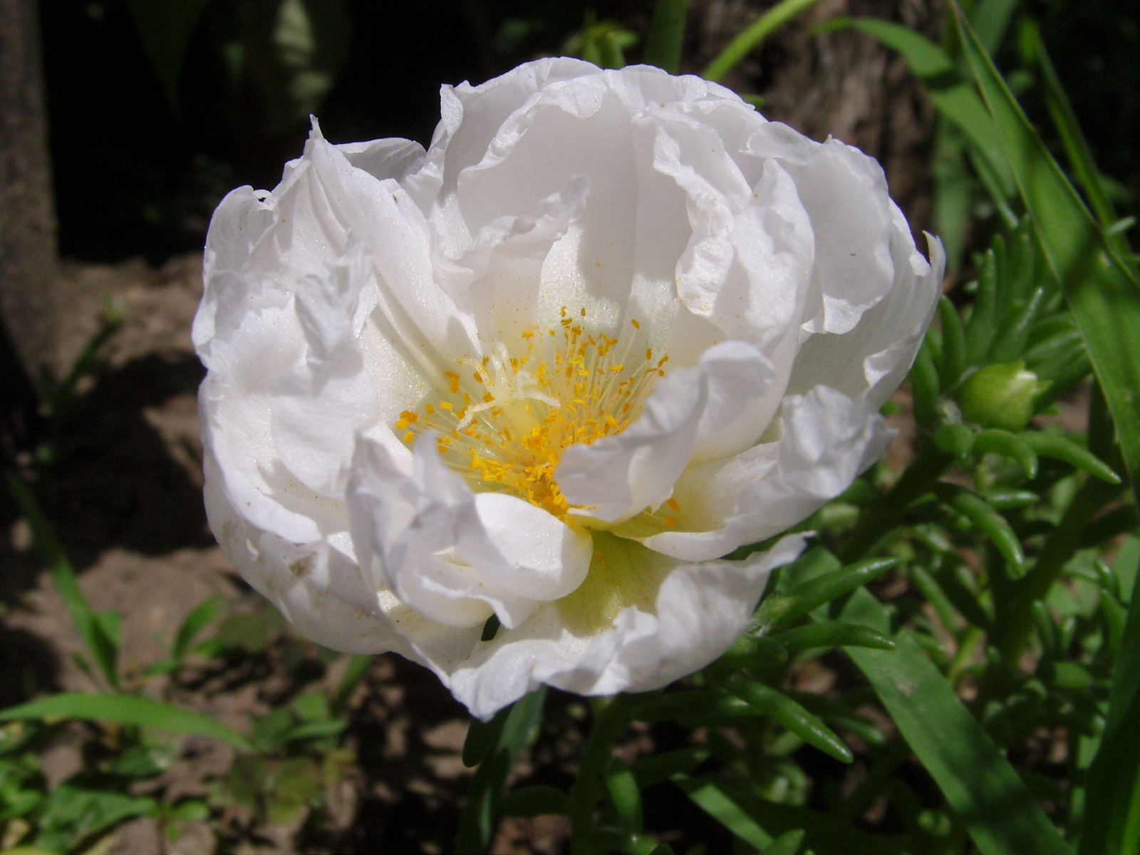 Porcsinrózsa (Portulaca grandiflora) I