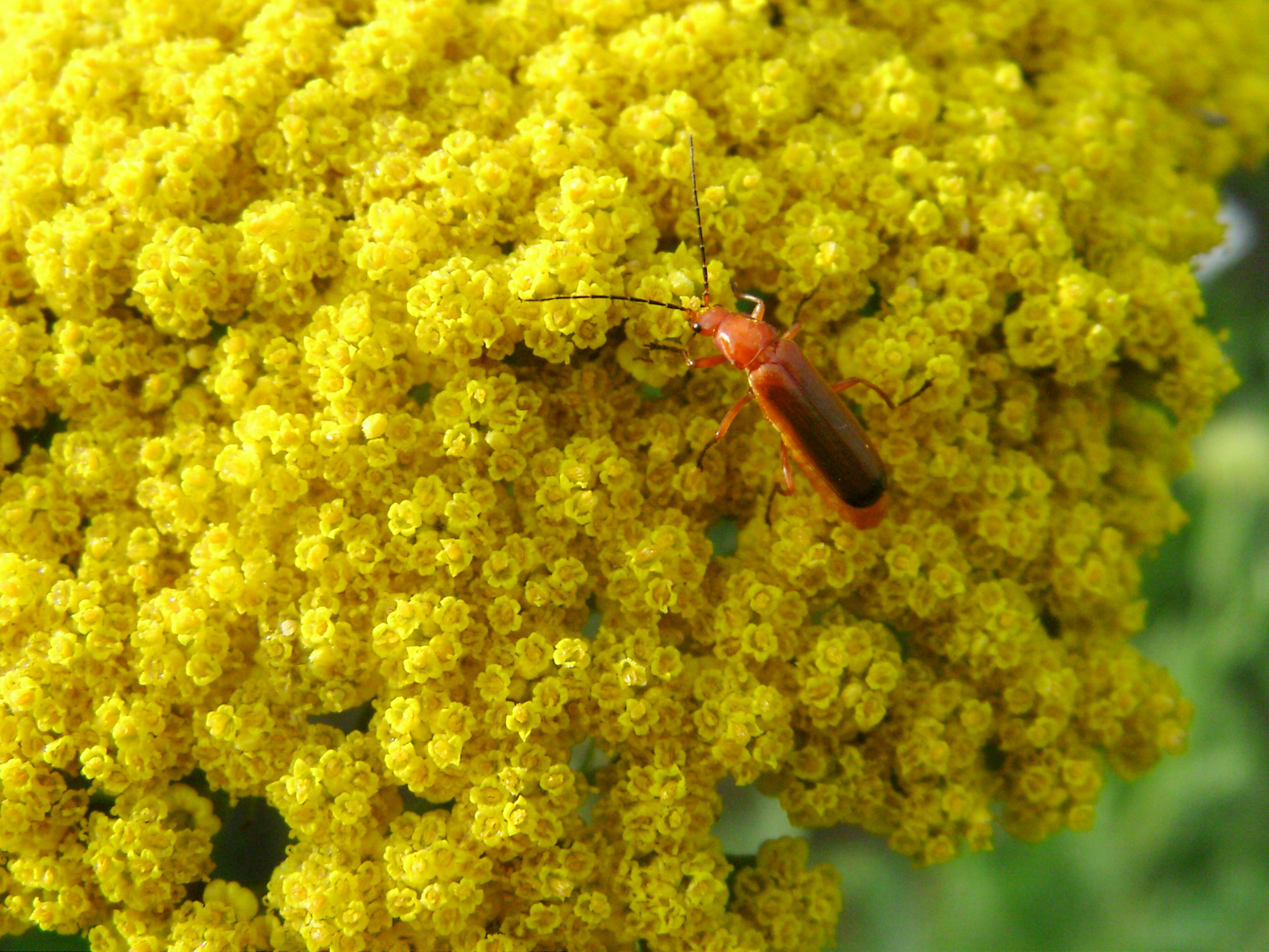 Sárga lágybogár (Rhagonycha fulva)