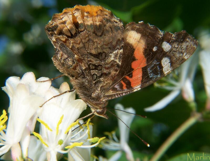 red admiral 2 (Medium)