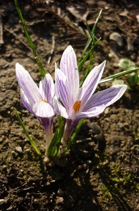 crocus