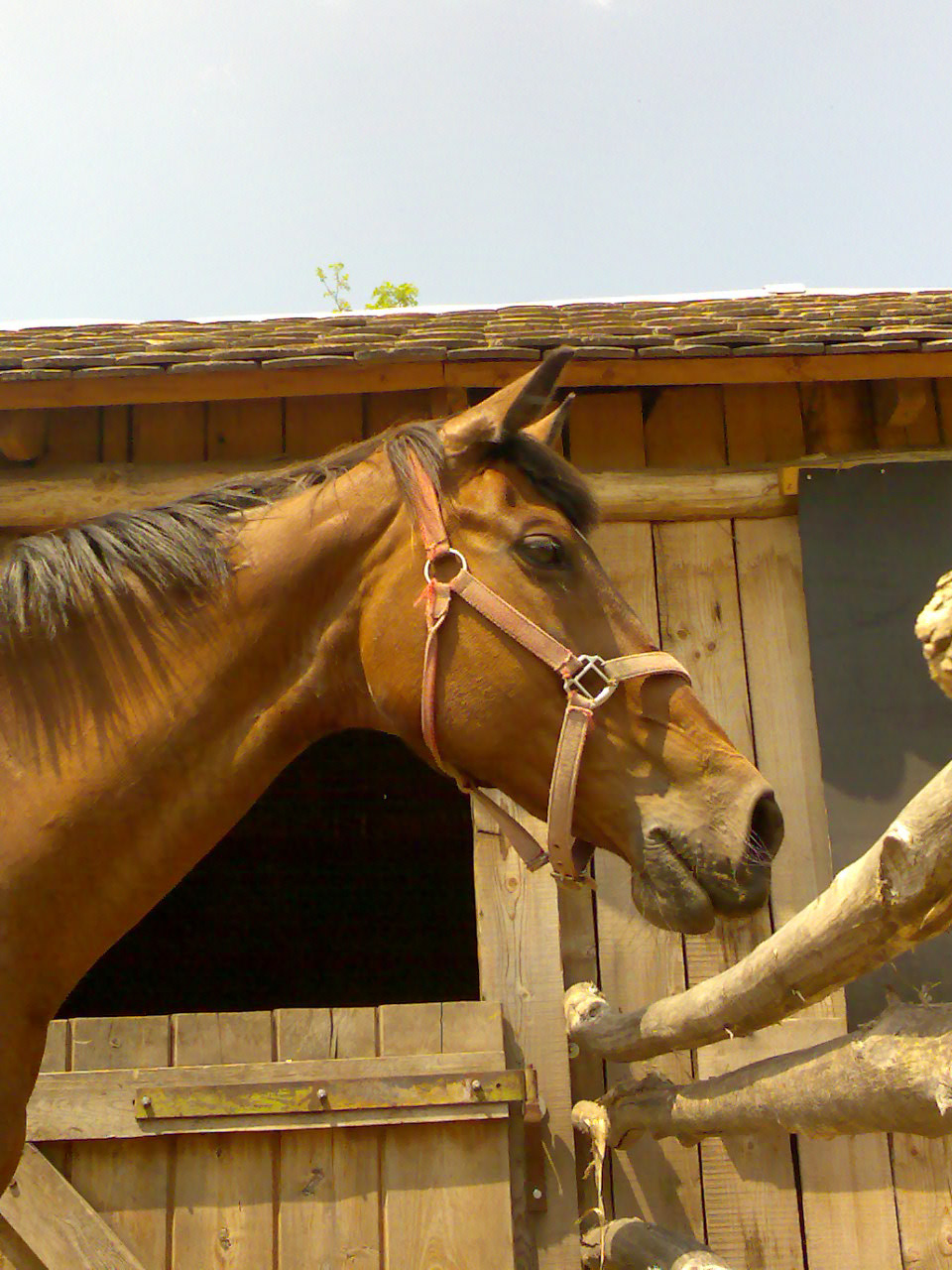 20090520007 Limbó