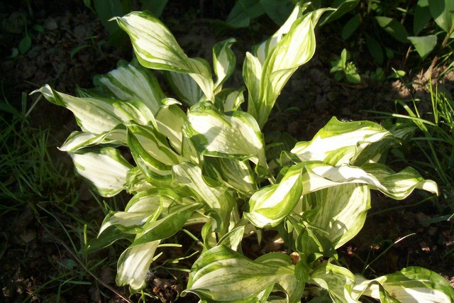 harmatos hosta