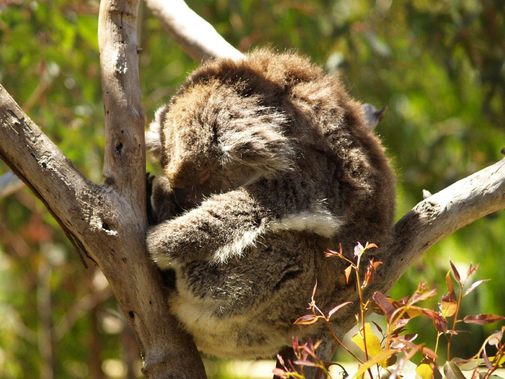 Yanchep National Park 14