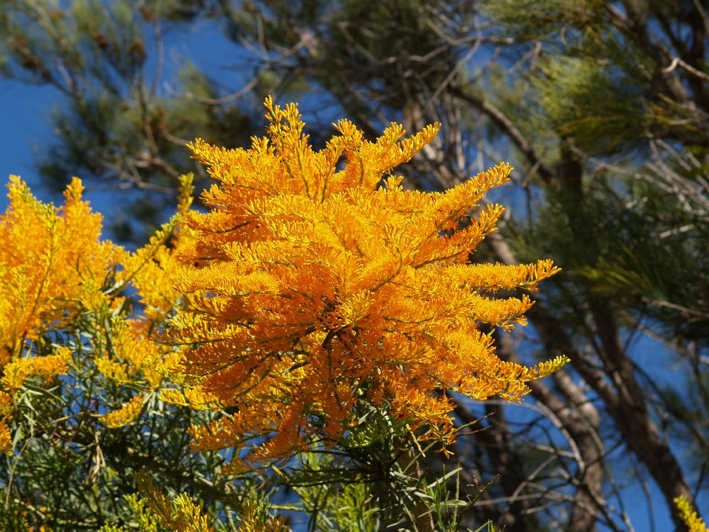 Yanchep National Park 37