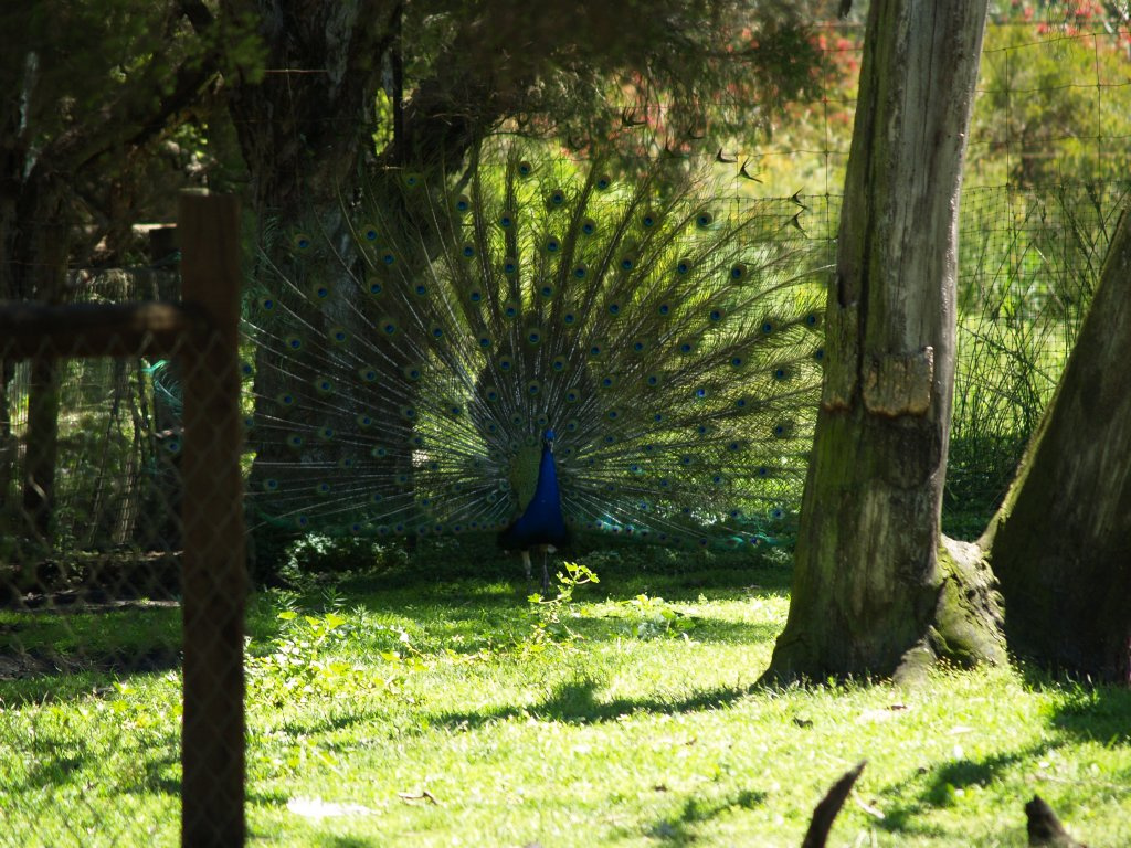 Caversham Wildlife Park Páva