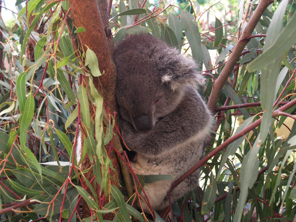 Caversham Wildlife Park Koala 2