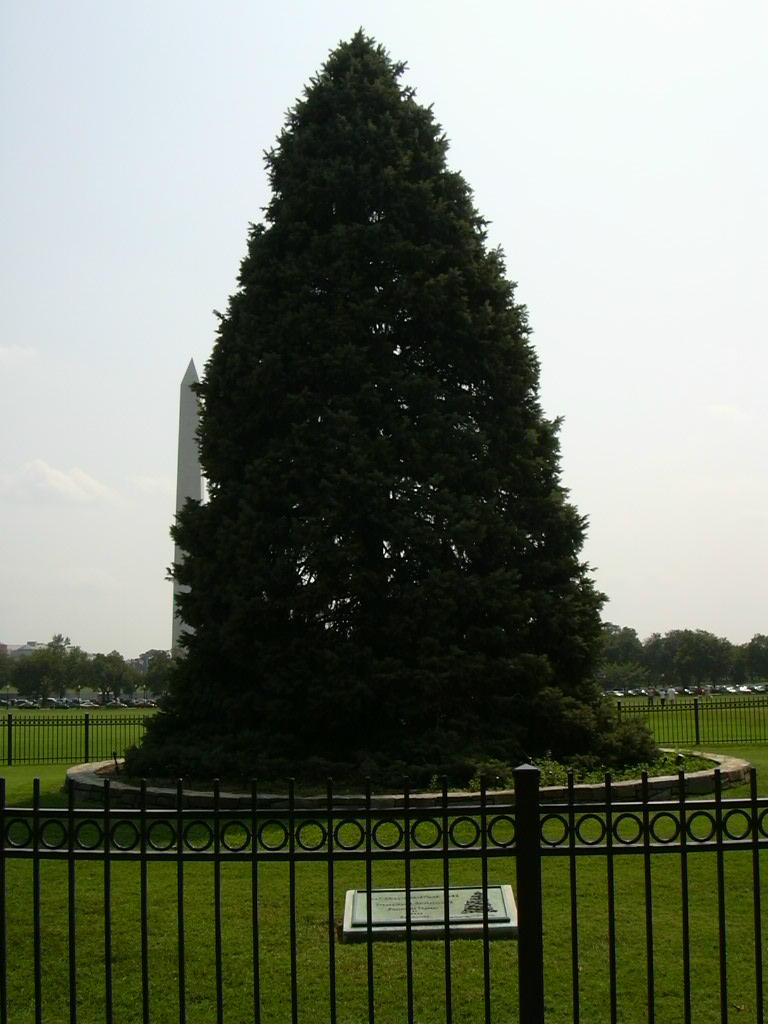 179 Christmass Tree a Fehér Ház előtt