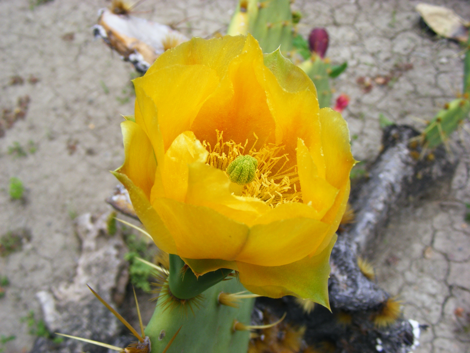 kaktusz virág