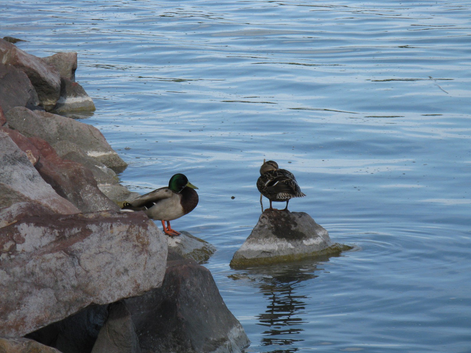 Ducks