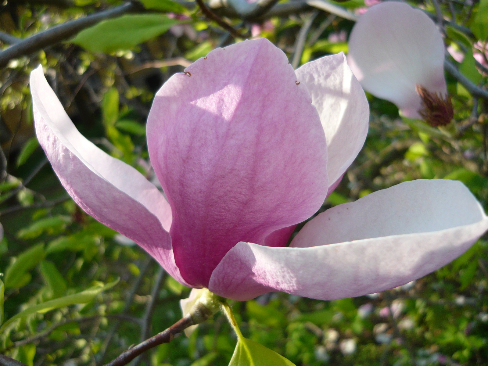 magnolia