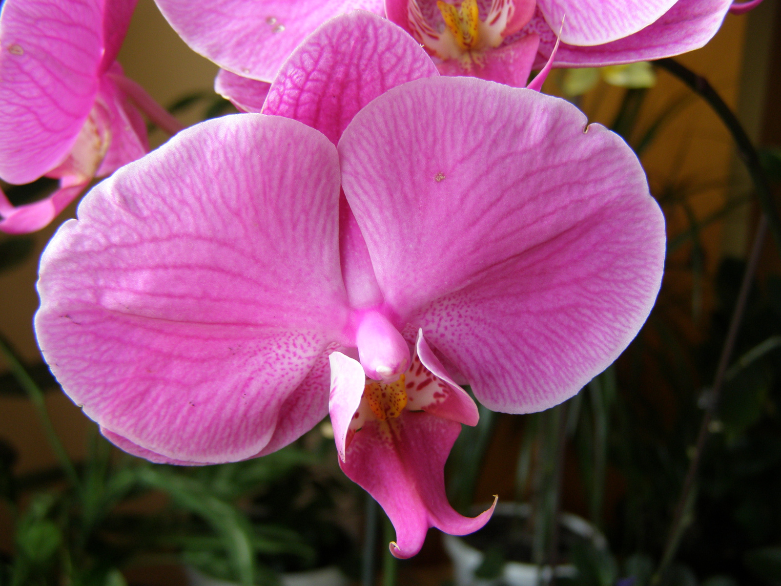 orchideák