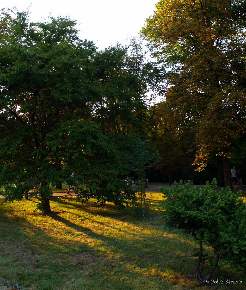 2011.08.28. zöldben (2)