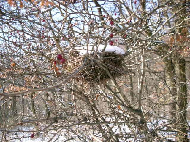 2009 Jan. Elhagyott fészek téli sapkában