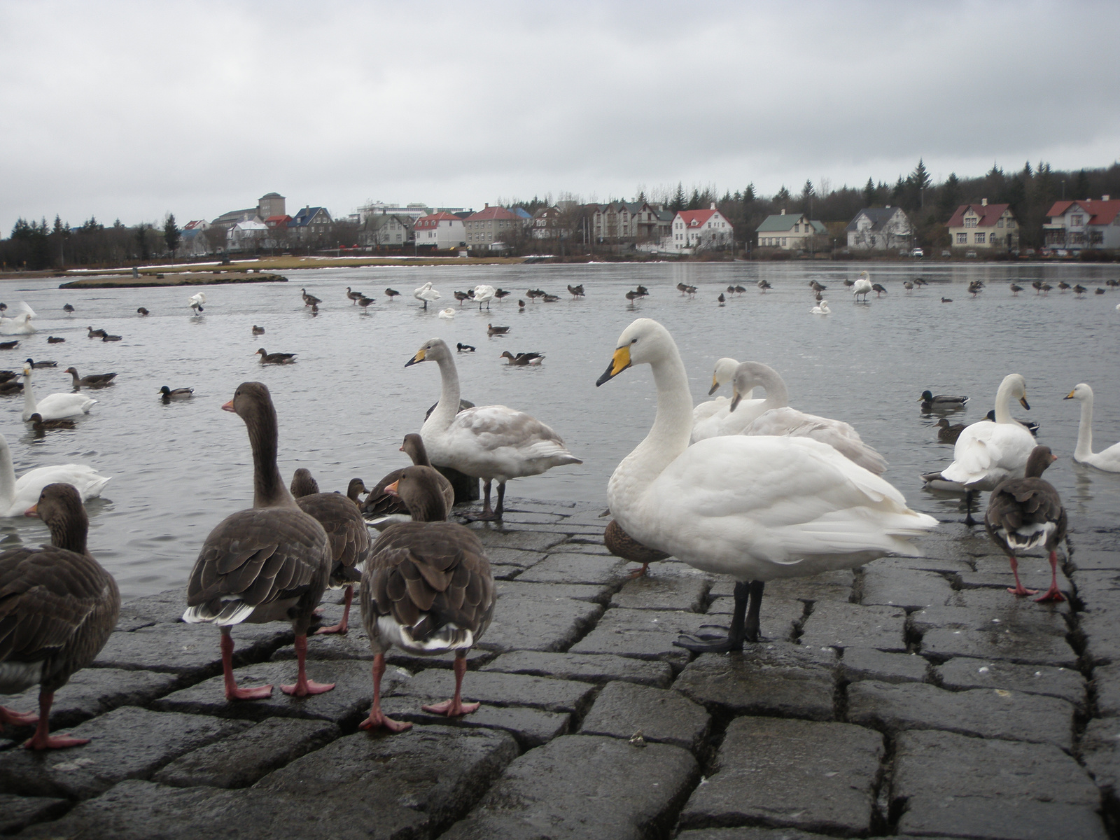 tobb a madar mint az ember Reykjavikban