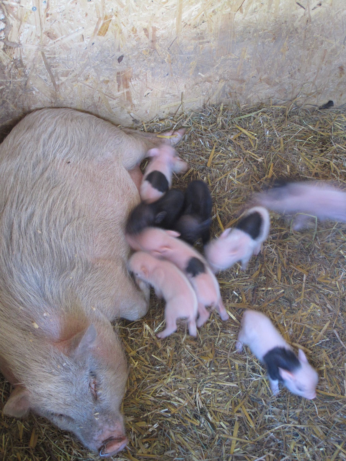 days old piglets