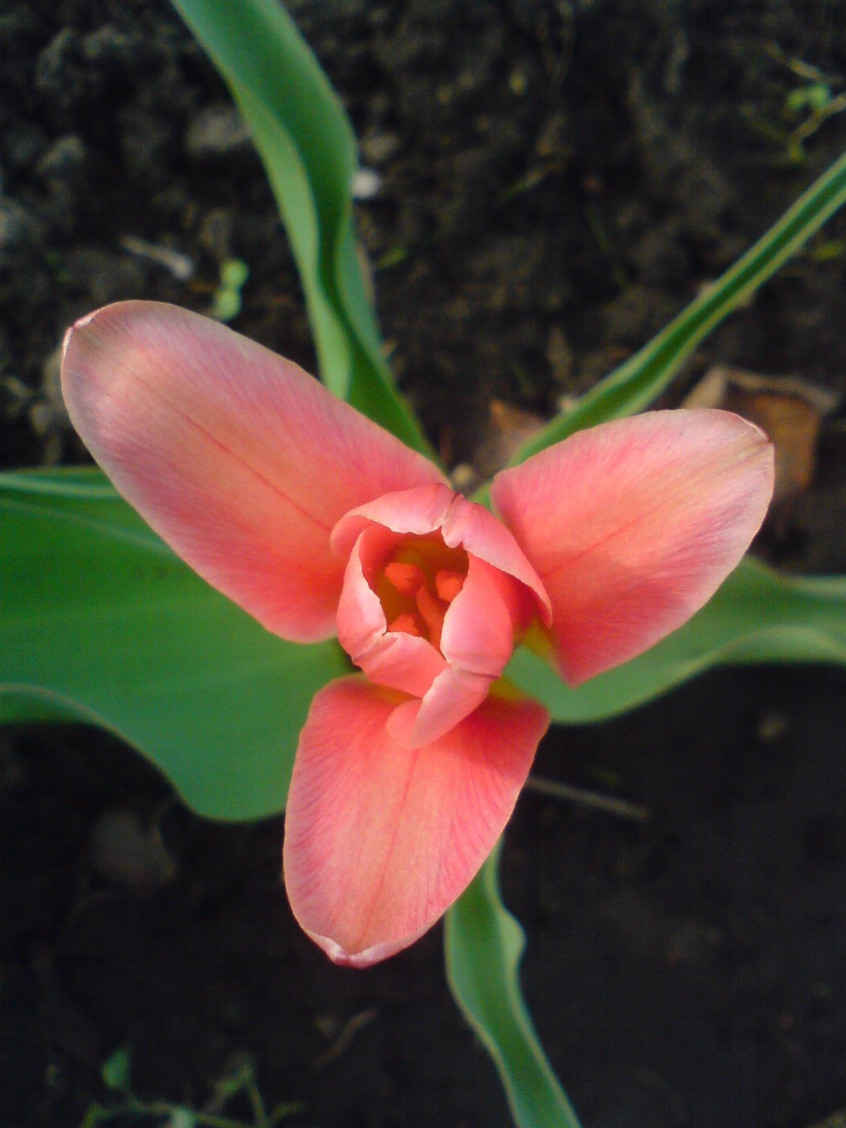 Tulipán 5