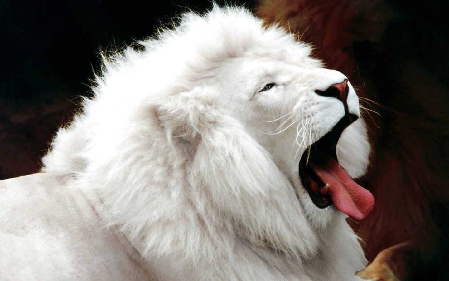 White-Lion